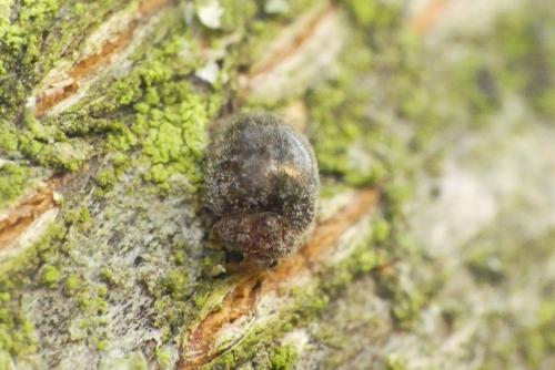 Rhyzobius lophanthae